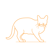Animals Cats Korat Cat Line Art Illustration Svg, Free Vectors File